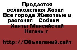 Продаётся великолепная Хаски - Все города Животные и растения » Собаки   . Ханты-Мансийский,Нягань г.